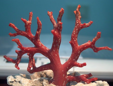 "La tradizione del corallo di Trapani" di Giovanni Teresi